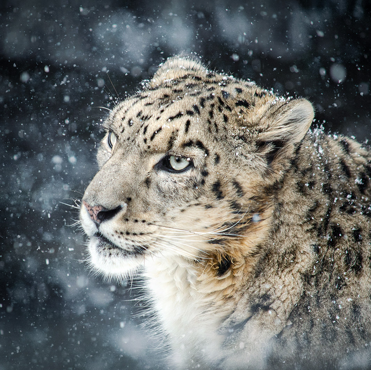 Snow leopard