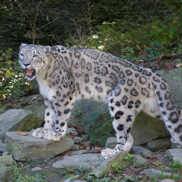 Snow leopard