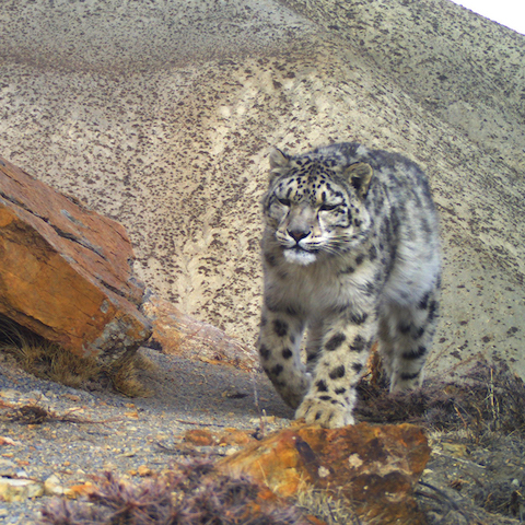 Snow leopard