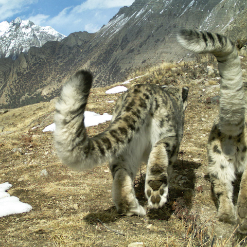 Snow leopards